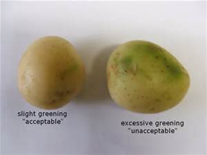 Can You Eat Green Potatoes?
